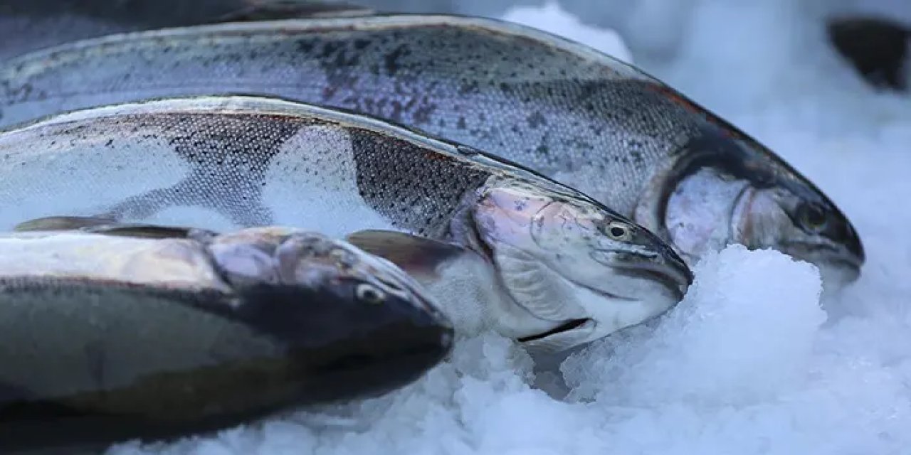 Trabzon'dan 6 ayda 56 milyon dolarlık somon ihracatı