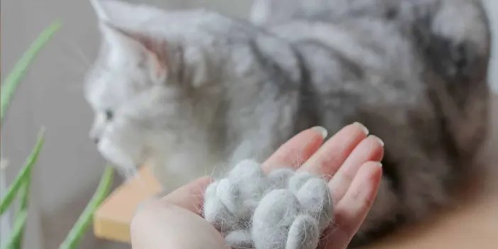 Kedi Tüyü Öldürür mü? Uzmanlardan Uyarı: Parazit ve Enfeksiyonlara Karşı Önlem Şart