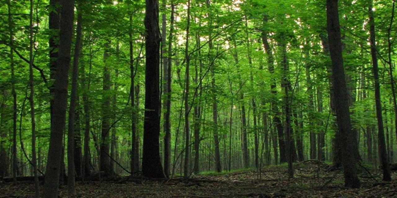 Ormanlarda yanan sadece ağaç değil..