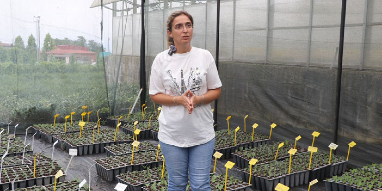 Rize'de çayda fidan üretimi eğitimi düzenlendi!