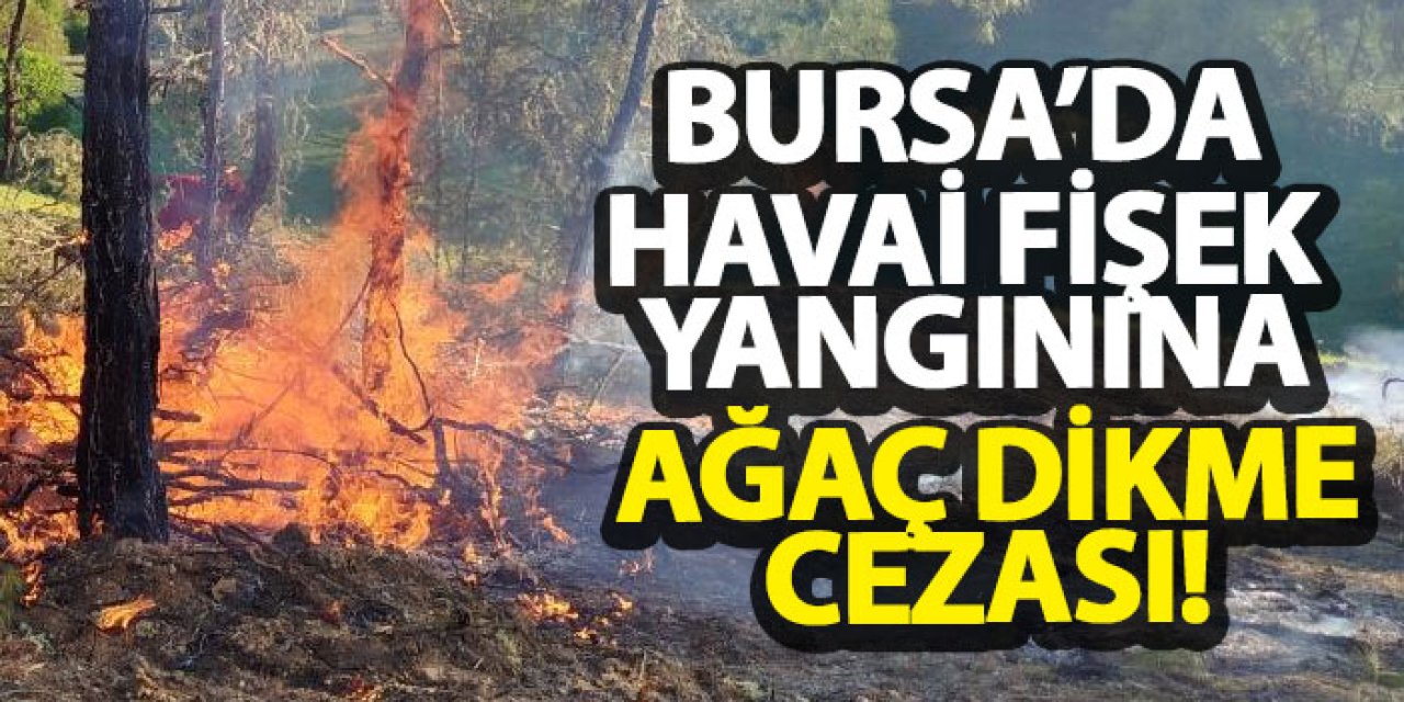 Bursa’da havai fişek yangınına ağaç dikme cezası!