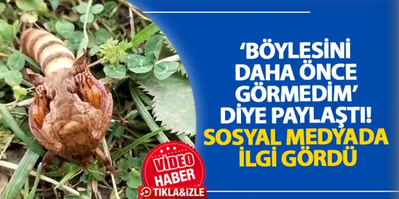 ‘Böylesini daha önce görmedim’ diye paylaştı! Sosyal medyada ilgi gördü