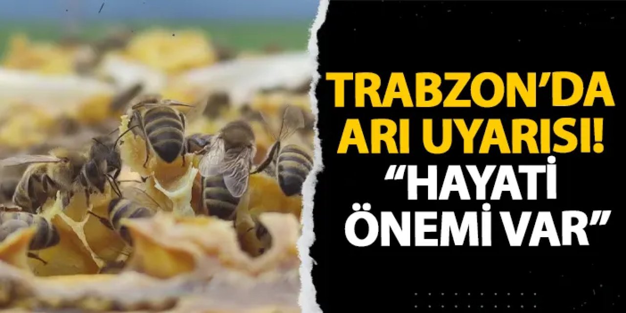 Trabzon’da arı uyarısı! “Hayati önemi var”