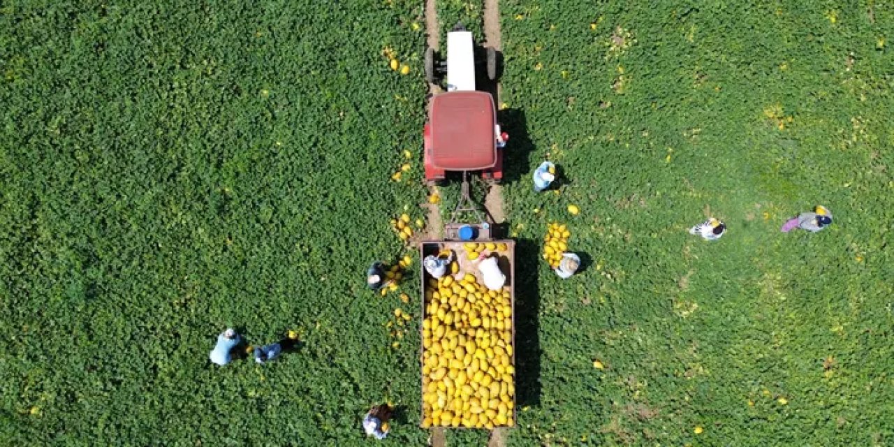 Samsun'un Bafra Ovası kavun hasadında zirvede!