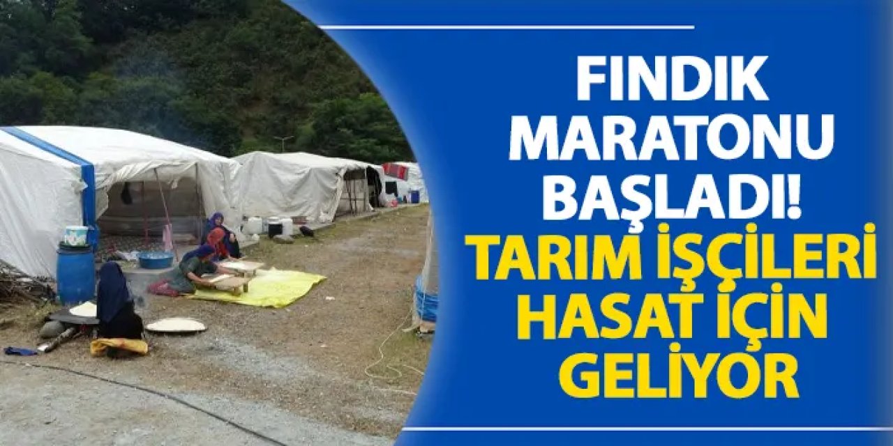 Ordu’da fındık maratonu başladı! Tarım işçileri hasat için geliyor