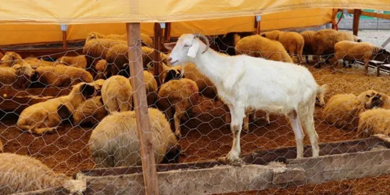 Samsun’da 492 bin ton hayvansal üretim planlanıyor!
