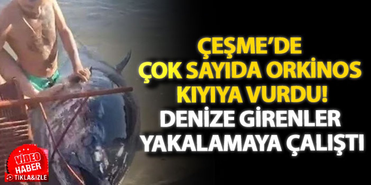 Çeşme’de çok sayıda orkinos kıyıya vurdu! Denize girenler yakalamaya çalıştı