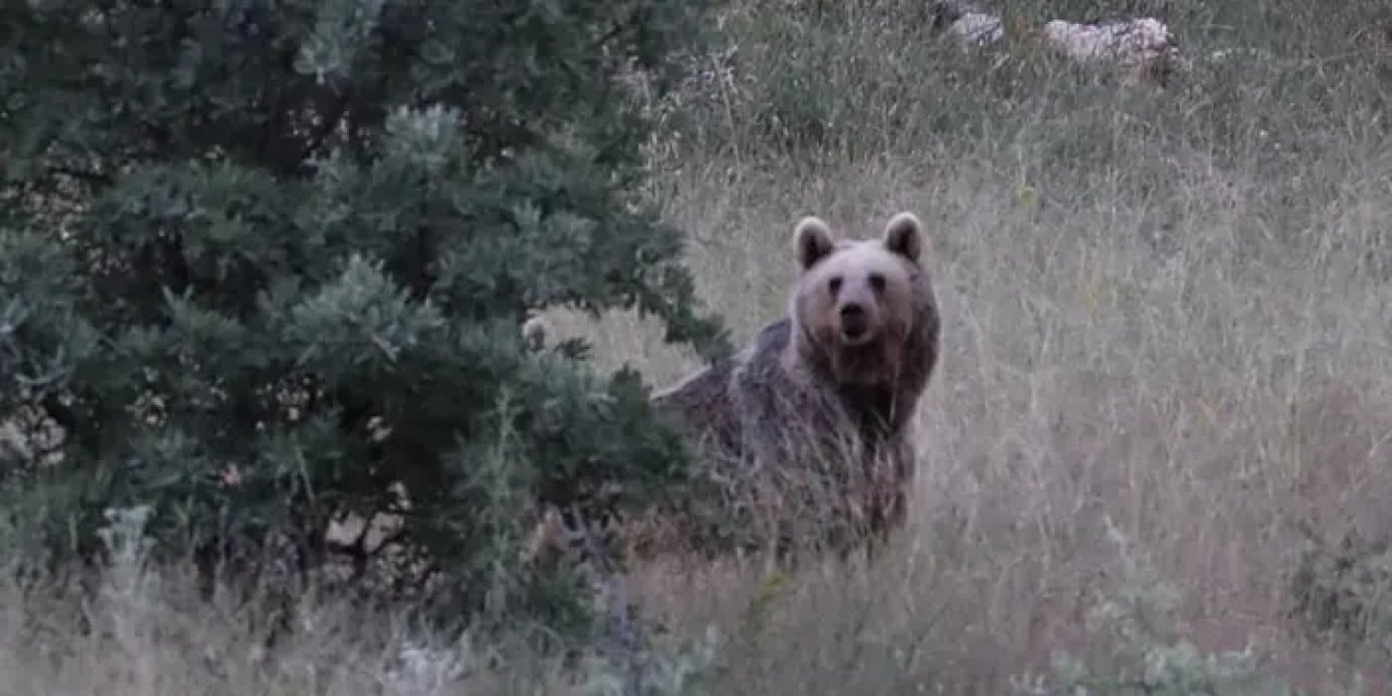 Bayburt’ta ayılar yaylaları mesken tuttu! İki farkı yaylada görüldüler