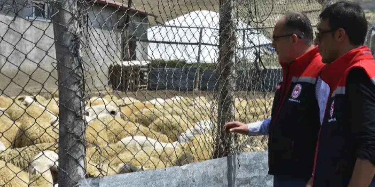 Bayburt’ta küçükbaş hayvan işletmeleri incelendi