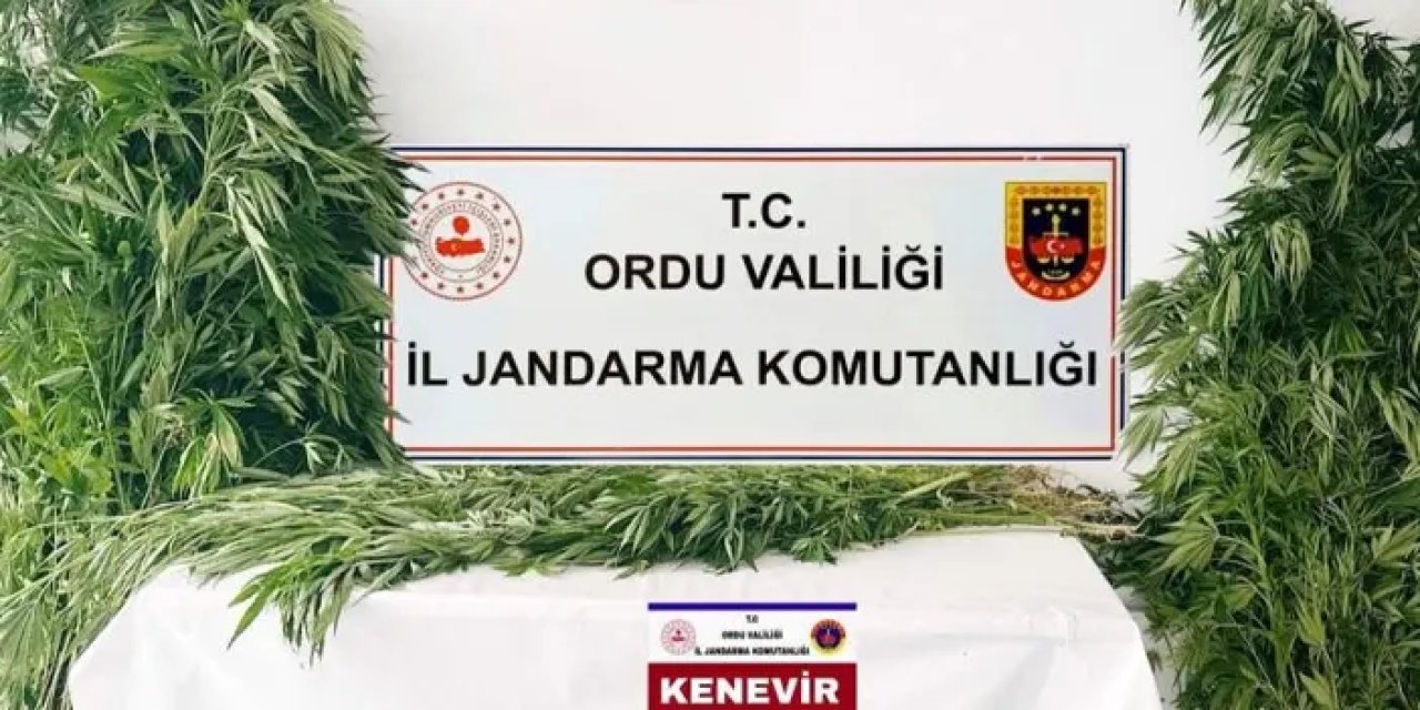 Ordu’da yasa dışı kenevir üretimine baskın! 3 tutuklama
