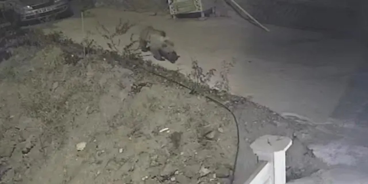 Gümüşhane’de ayı kedilerin mama kabına dadandı!