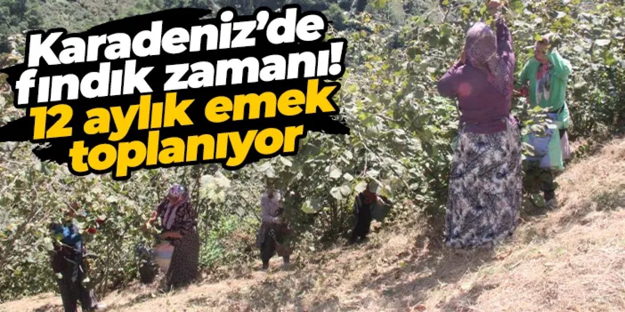 Karadeniz’de fındık zamanı! 12 aylık emek toplanıyor