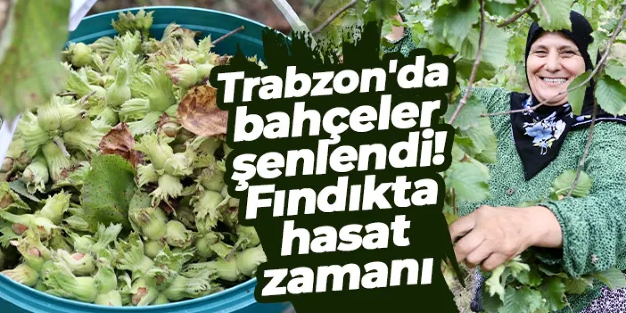 Fındıkta hasat zamanı: Trabzon'da bahçeler şenlendi