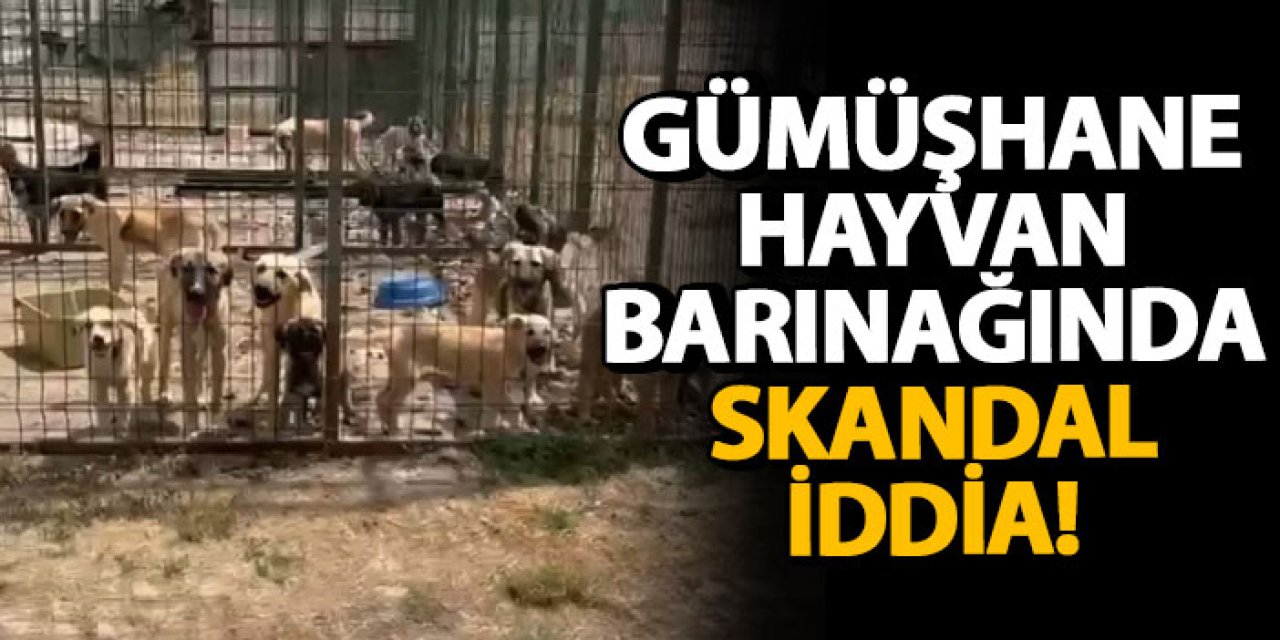 Gümüşhane hayvan barınağında skandal iddia!
