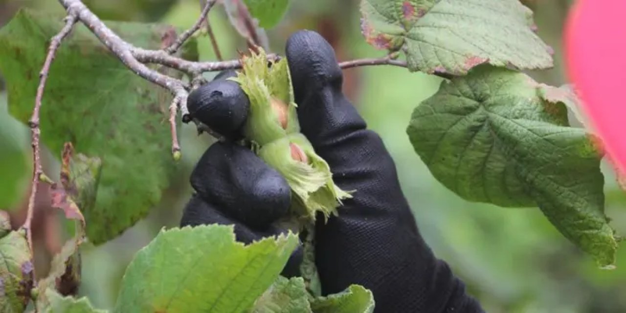 Ordu’da fındık hasadı başladı!