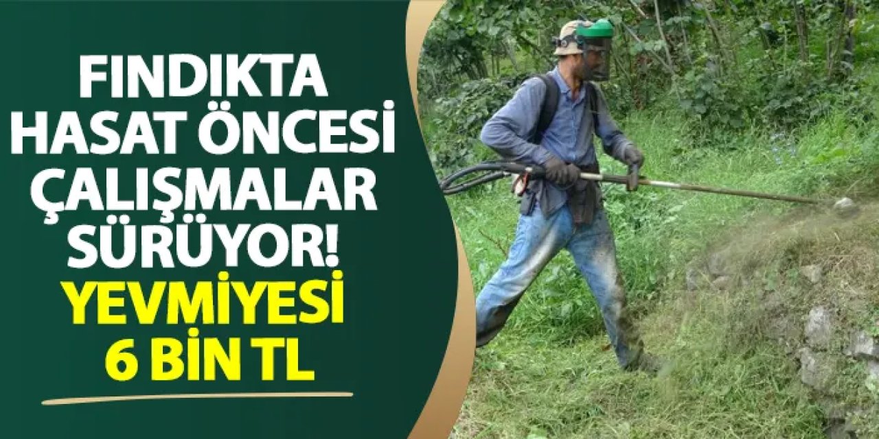 Fındıkta hasat öncesi çalışmalar sürüyor! Yevmiyesi 6 bin TL