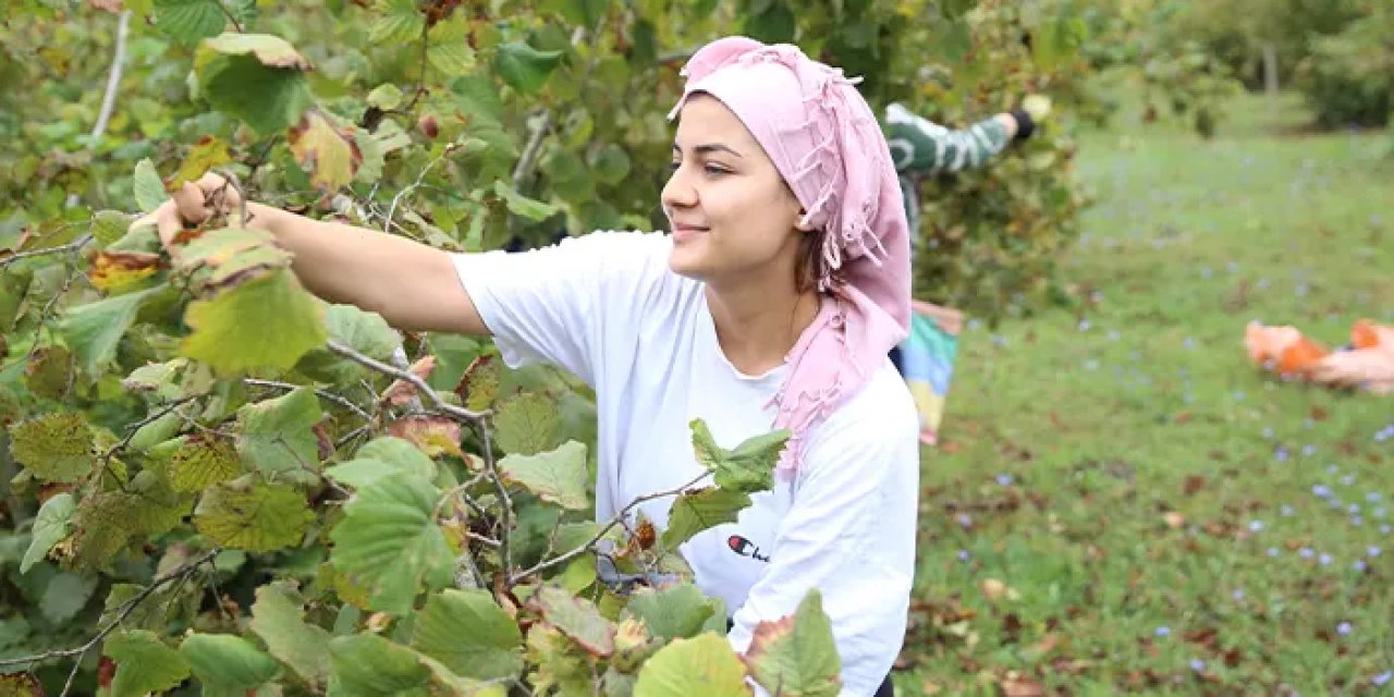 Ordu’da fındık mesaisi başladı! Üretici bahçeye girdi