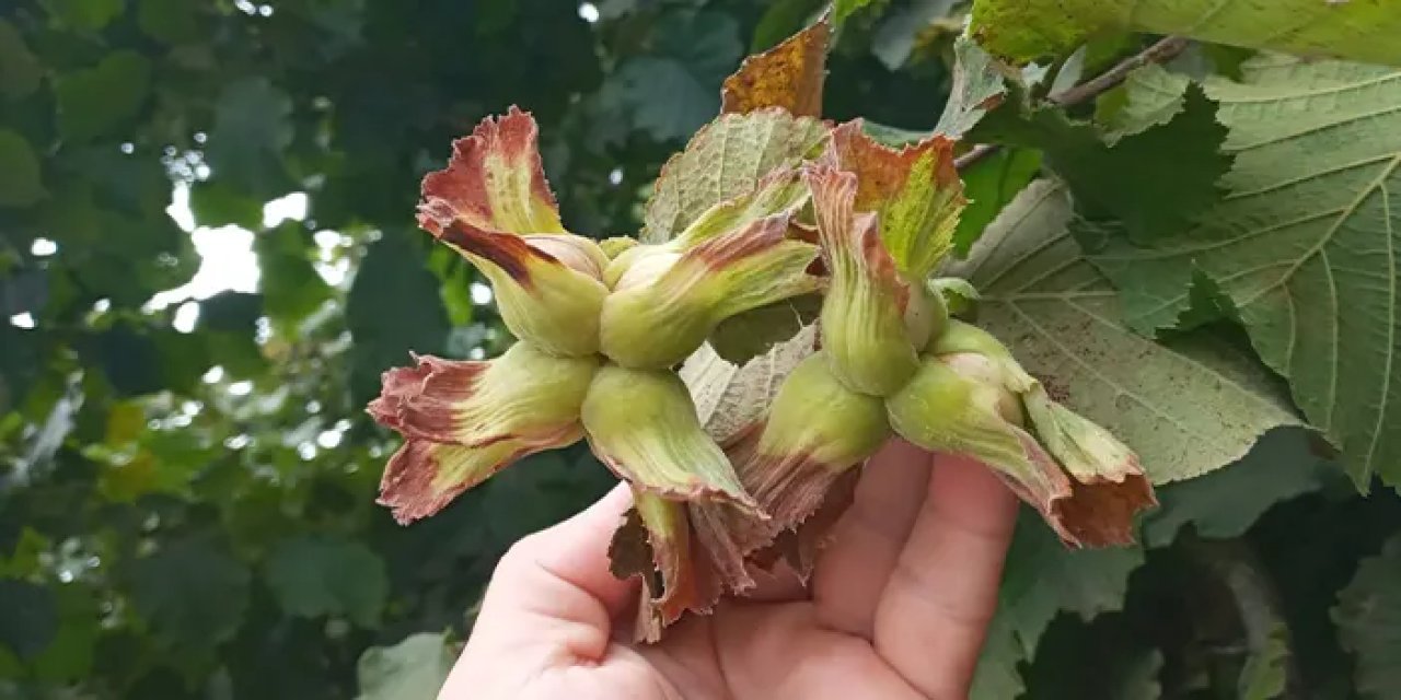 Trabzon'da fındıkta erken hasat uyarısı!