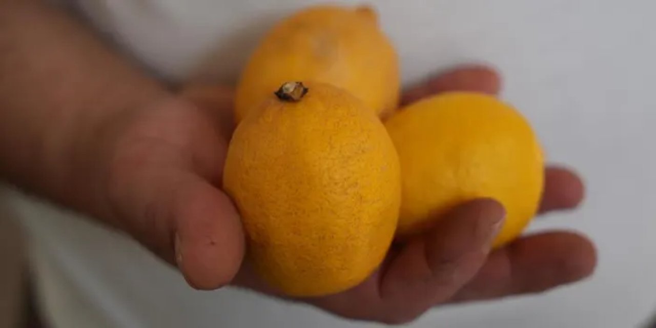 Bayburt’ta limon zam şampiyonu oldu! Çayların tadı kaçtı