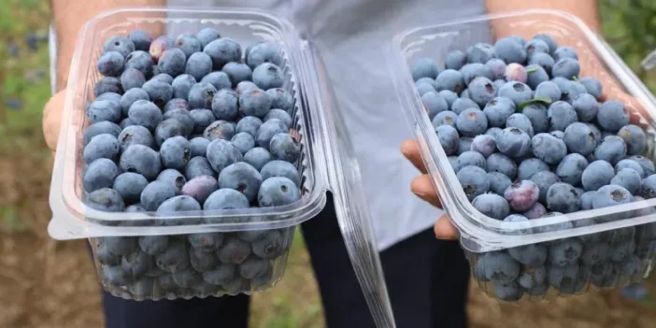 Ordu’da mavi yemiş üretiminde yüzler gülüyor!