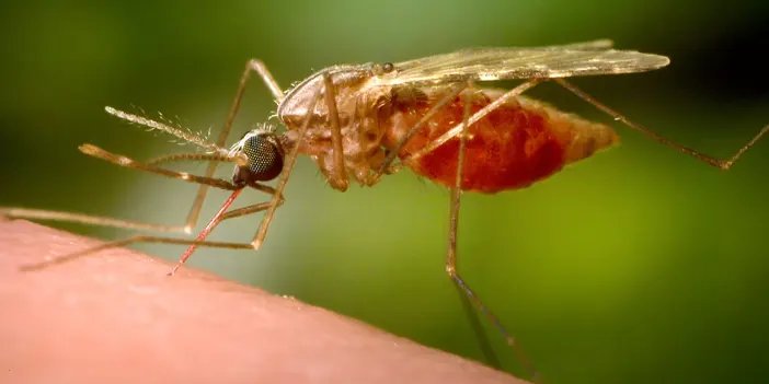 Çin’de Chikungunya Alarmı: Sivrisinek Kaynaklı Virüs Binlerce Kişiye Bulaştı