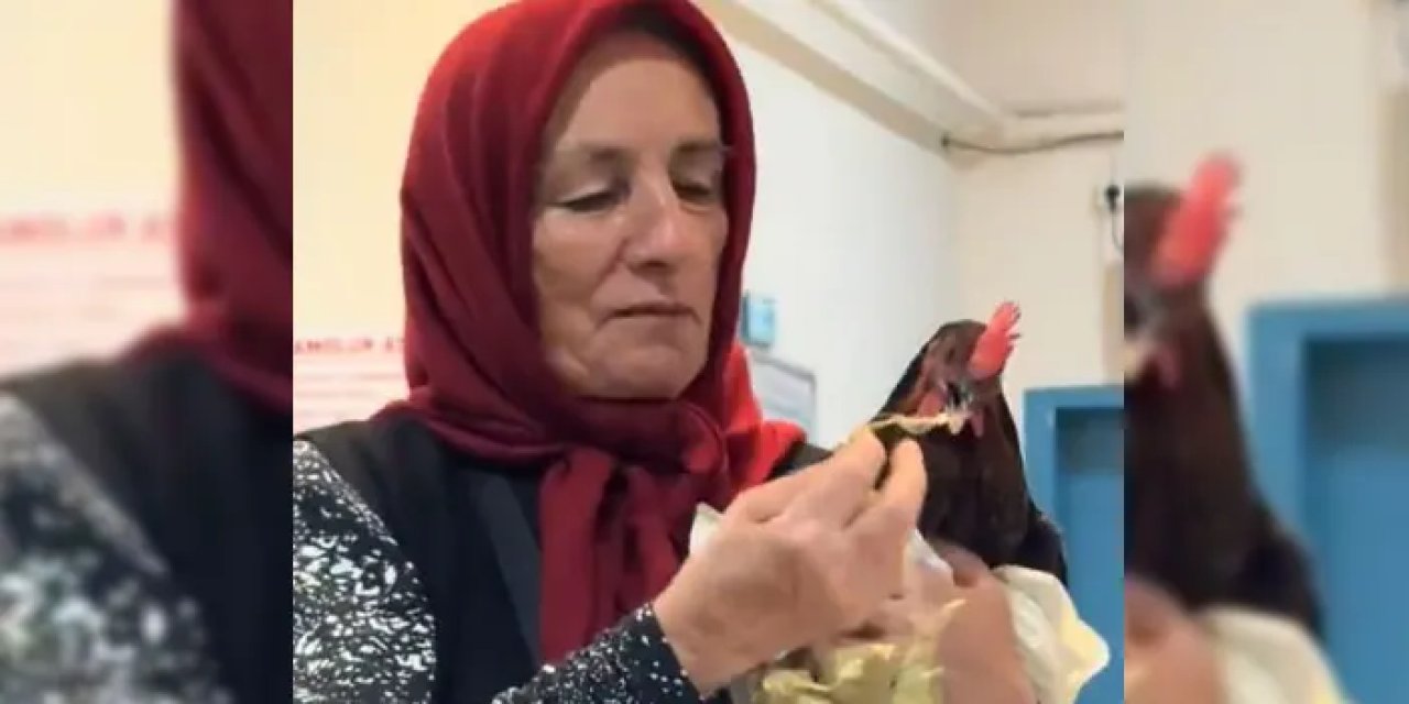 Giresun’da hastanede tavuk operasyonu!