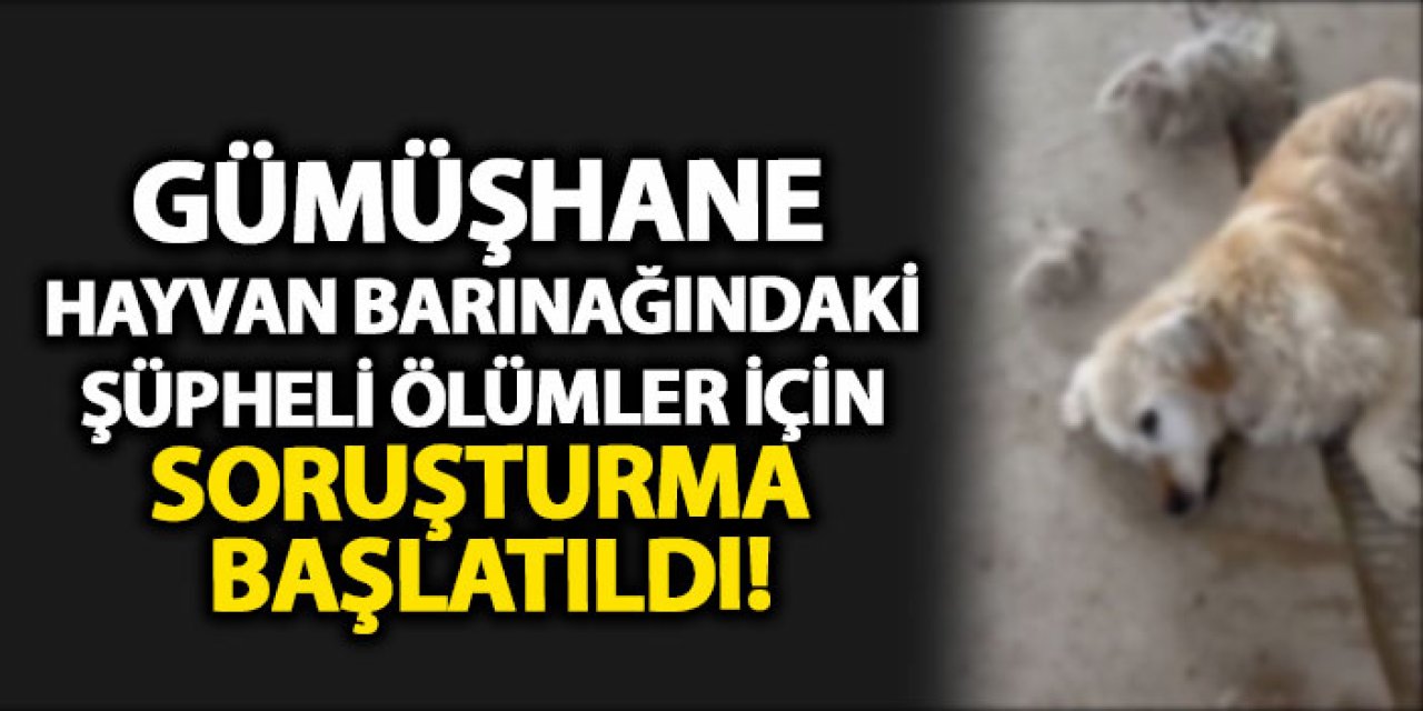 Gümüşhane hayvan barınağındaki şüpheli ölümler için soruşturma başlatıldı!
