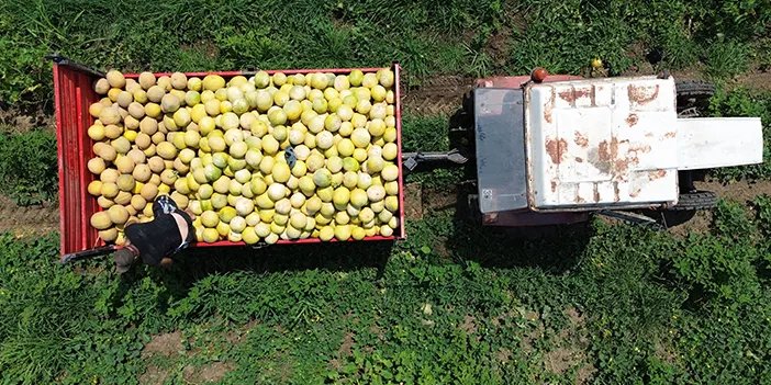 Samsun'da kavun hasadı devam ediyor