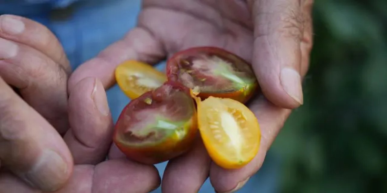 Samsun’da evini tropikal bahçeye çevirdi!