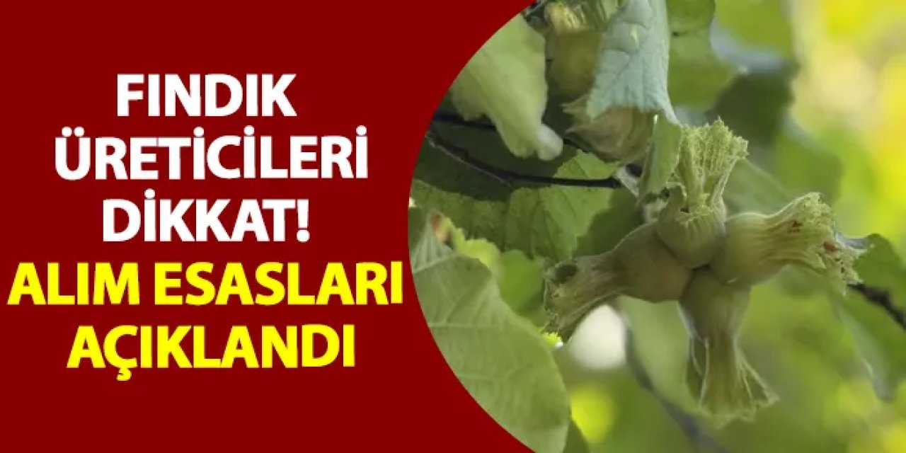 Fındık üreticileri dikkat! Alım esasları açıklandı