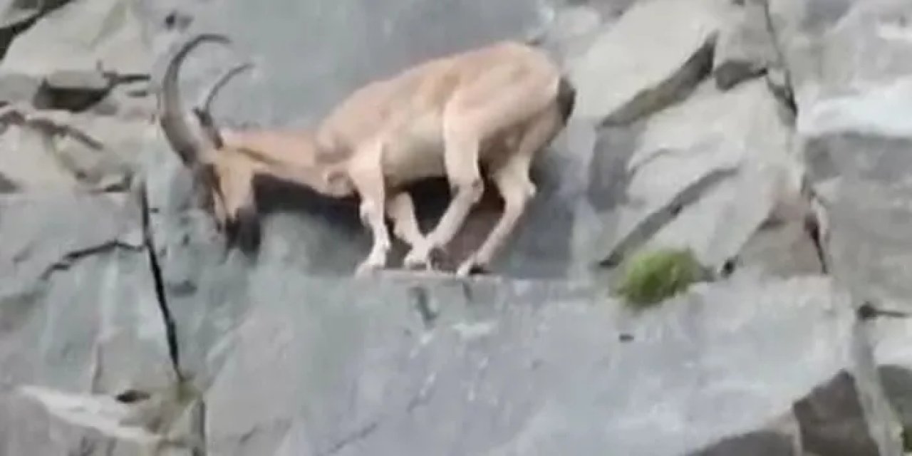 Giresun’da sürücülere yaban keçisi sürprizi!