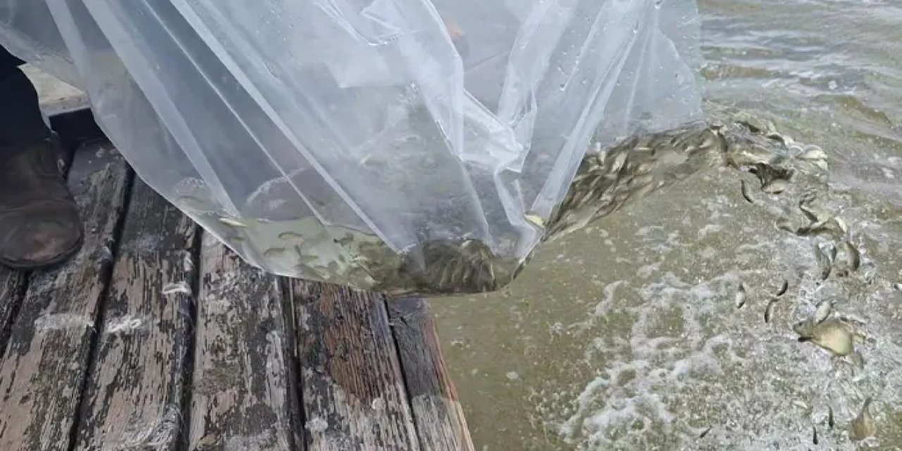 Samsun’da Kızılırmak’a 6 bin yavru sazan bırakıldı!