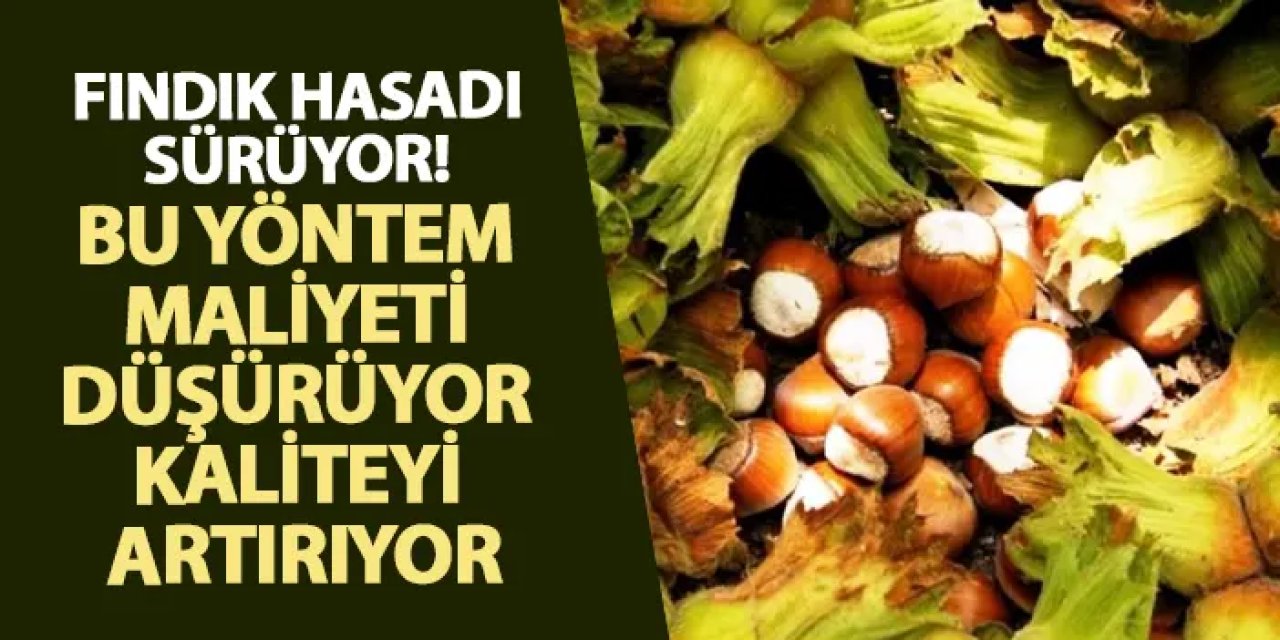Samsun’da fındık hasadı başladı! Bu yöntem maliyeti düşürüyor kaliteyi artırıyor