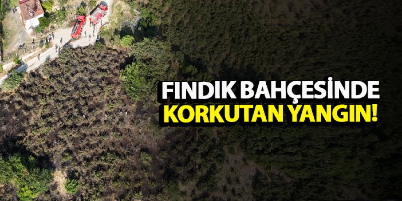 İki ayrı fındık bahçesinde korkutan yangın!