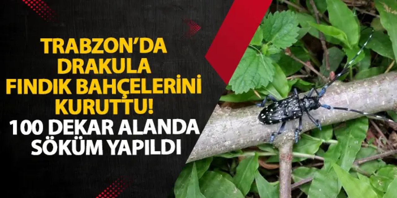 Trabzon’da Drakula fındık bahçelerini kuruttu! 100 dekar alanda söküm yapıldı