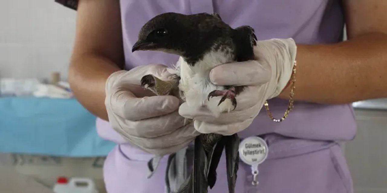 270 gün uçan ebabil kuşu yaralı halde Samsun'da bulundu!
