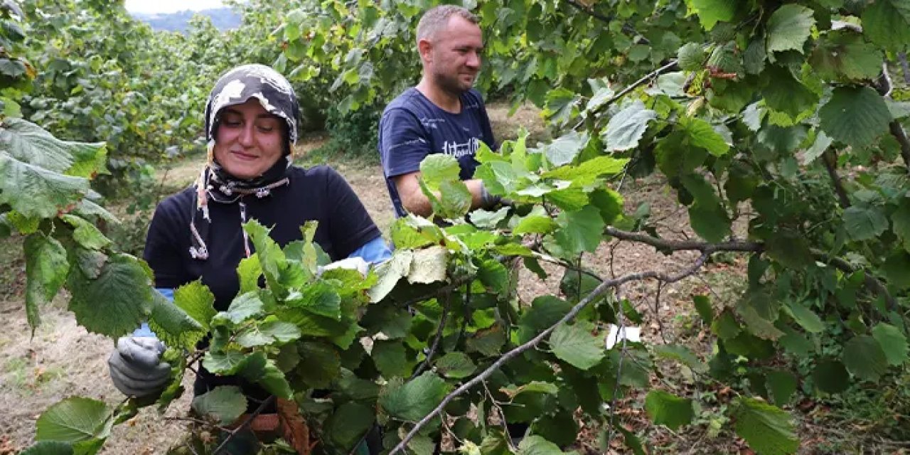 Ordu’da fındık hasadında yerli işçi desteği!