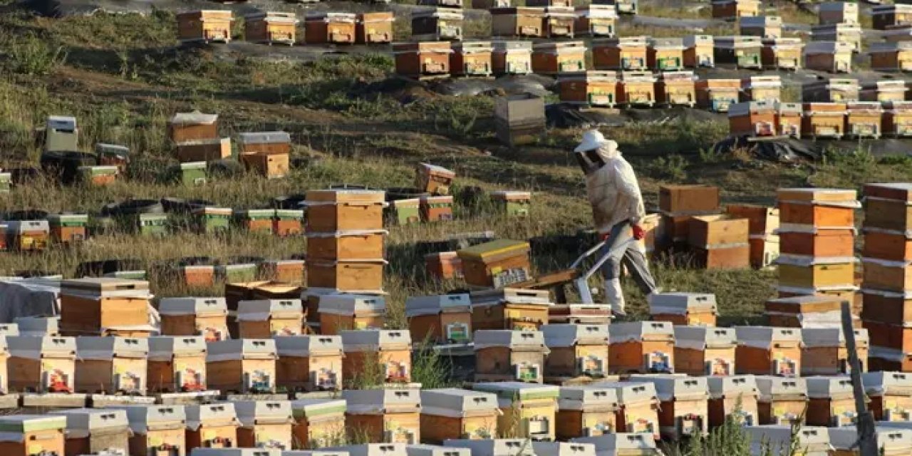 Bayburt’ta bal hasadı sezonu başladı!