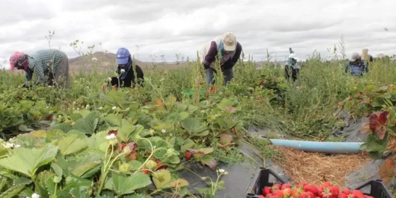 Bayburt’ta 20 dönüm alanda işe başladı! 15 kadına umut oldu