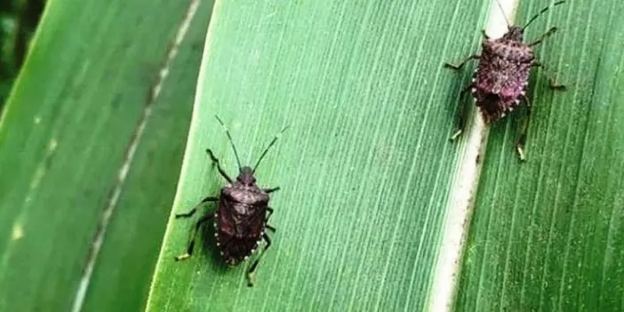 Samsun’da mısırları ilaçlama zamanı geldi!