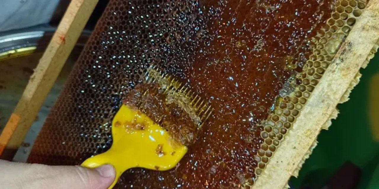 Ordulu arıcılar bal hasadına başladı!