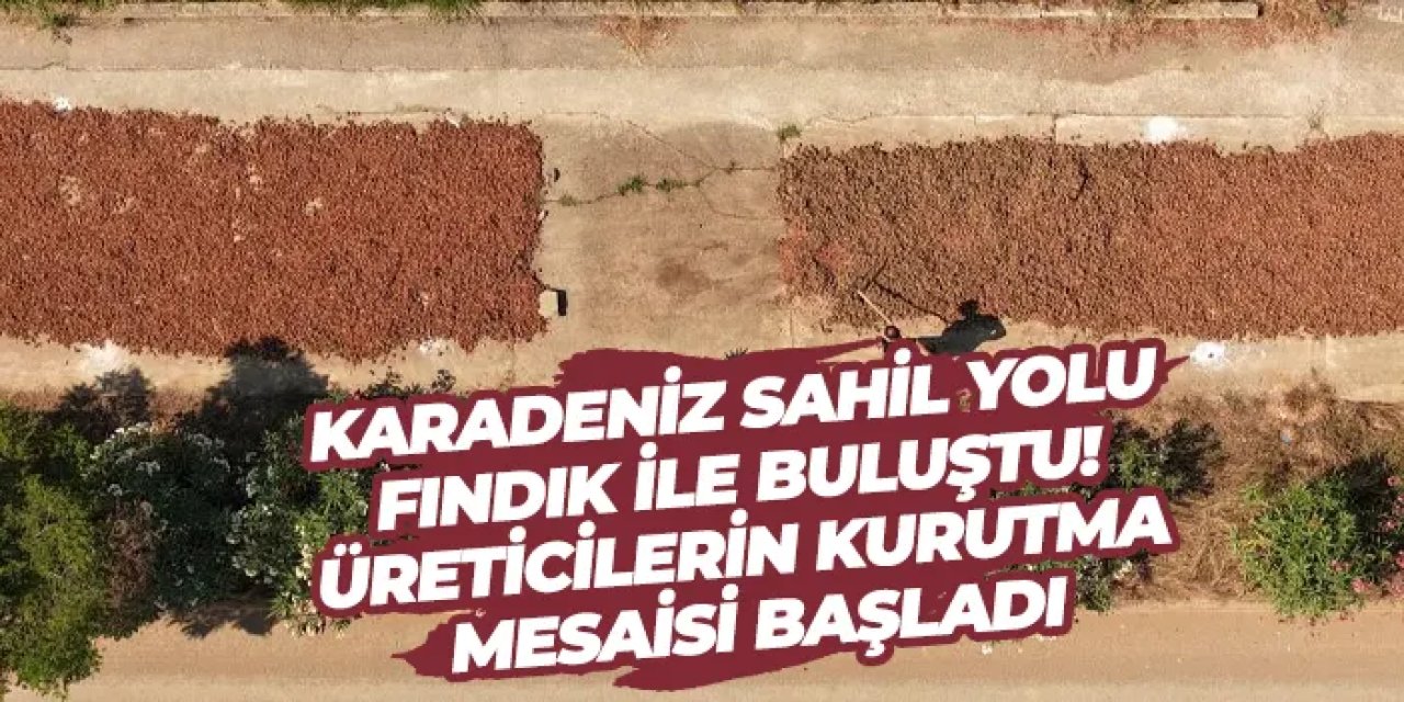 Karadeniz Sahil Yolu fındık ile buluştu! Üreticilerin kurutma mesaisi başladı
