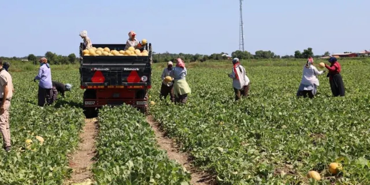 Samsun’da karpuz tarlada 2 markette 8,5 TL!