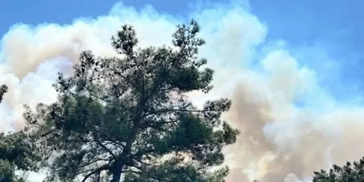 Bakan Yumaklı orman yayınlarındaki son durum hakkında konuştu!