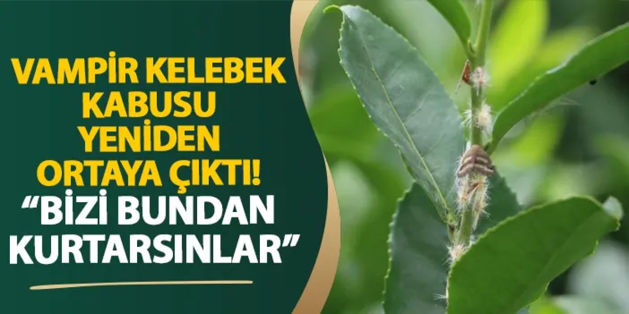 Vampir kelebek kabusu yeniden ortaya çıktı! “Bizi bundan kurtarsınlar”