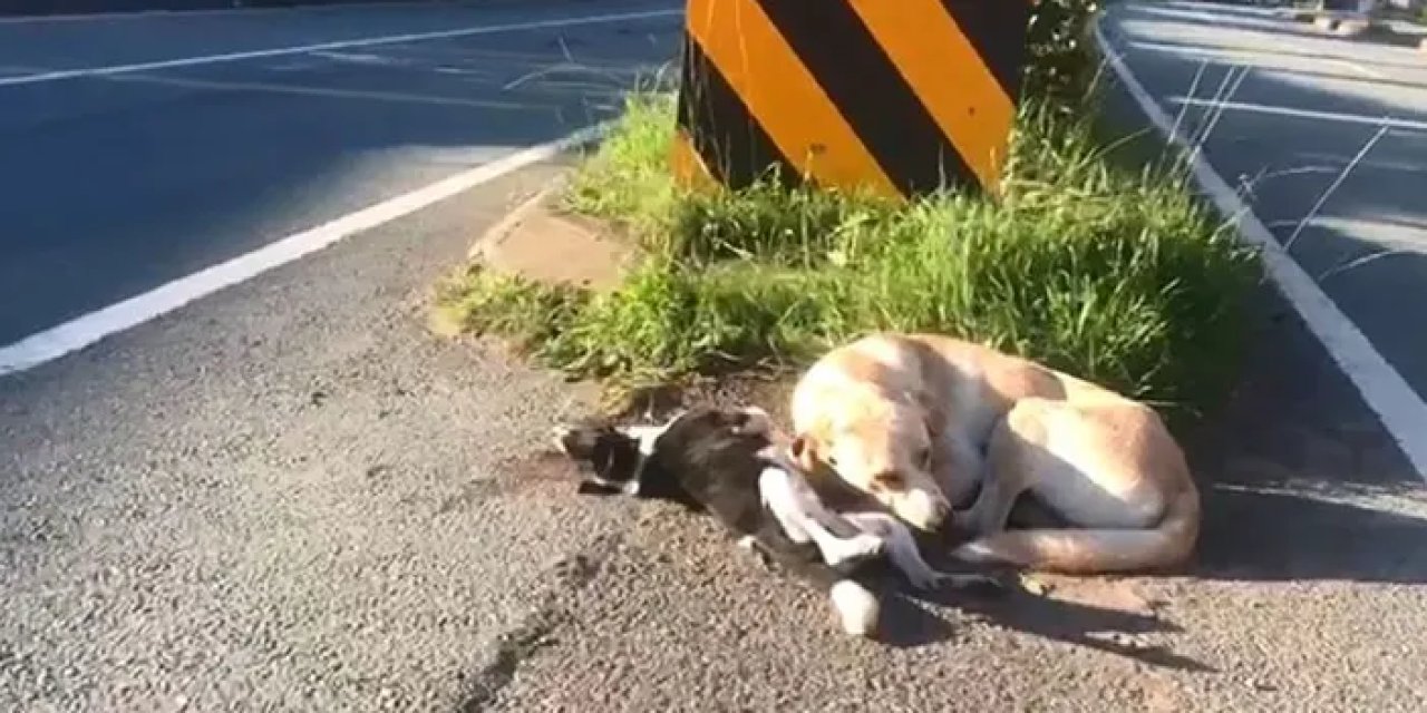 Artvin’de duygusal anlar! Yavrusu ölen anne köpek başından ayrılmadı