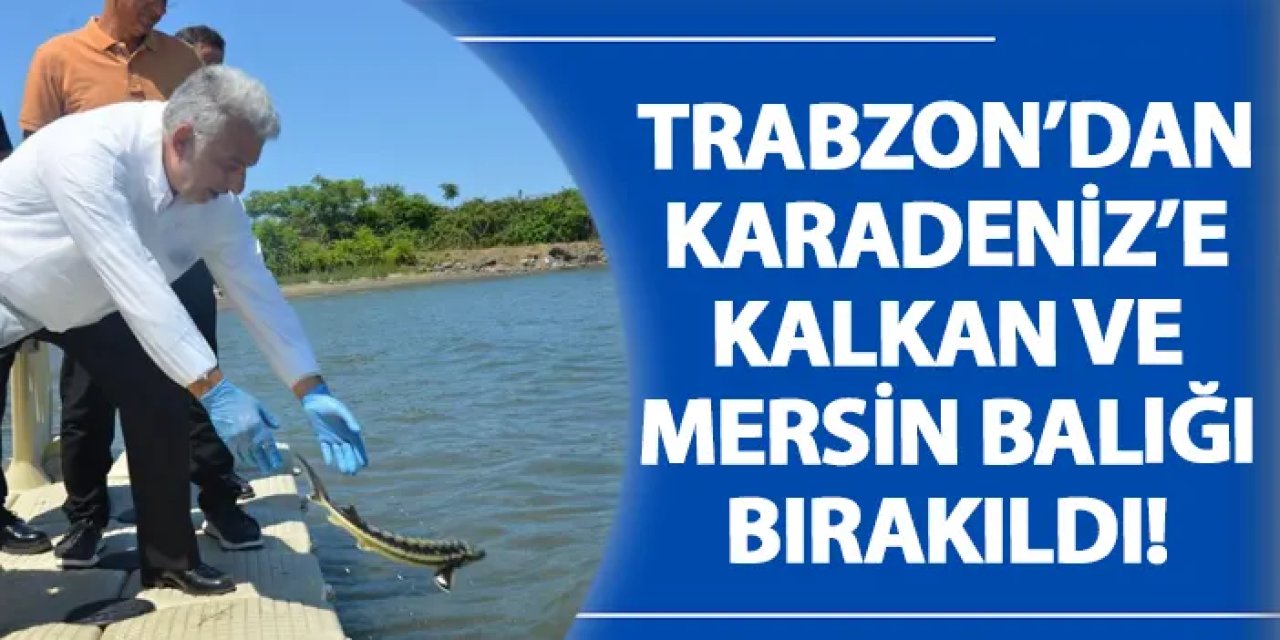 Trabzon’dan Karadeniz’e kalkan ve mersin balığı bırakıldı!
