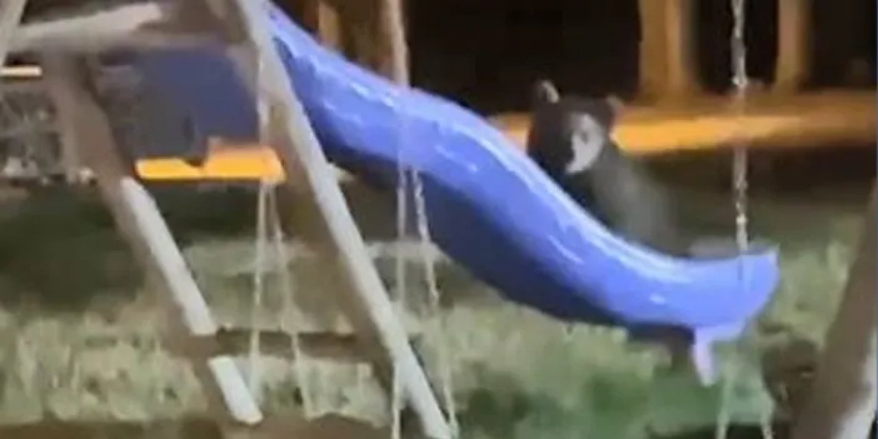 Artvin’de yavru ayrıların kaydırak keyfi kameralara yakalandı!