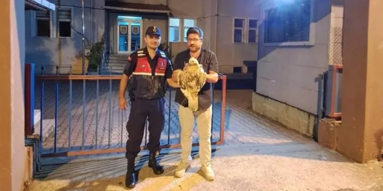 Artvin’de yaralı şahinin imdadına koşuldu!