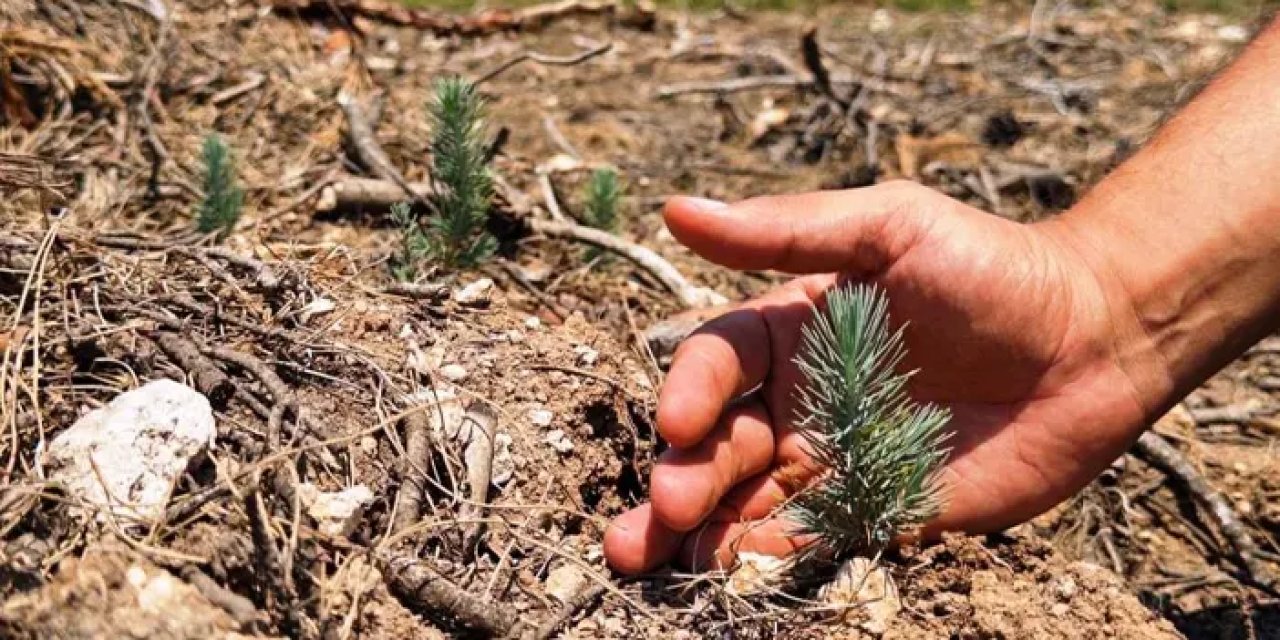 Samsun ormanlarına milyonluk yatırım yapıldı!